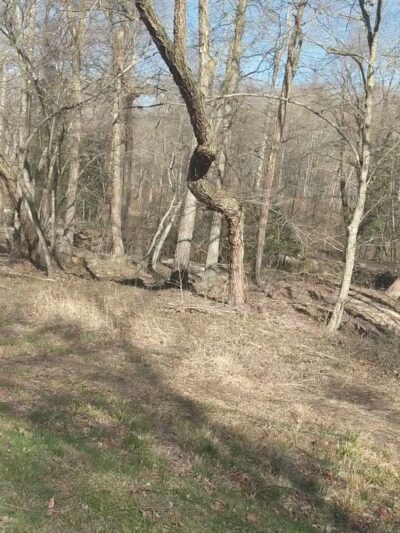 Indian Head Rail Trail Portolet - Pomfret, MD