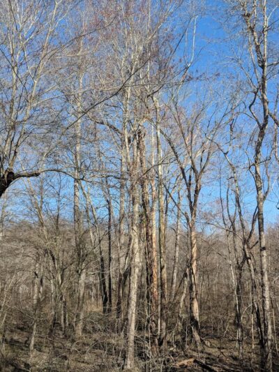 Indian Head Rail Trail Portolet - Pomfret, MD