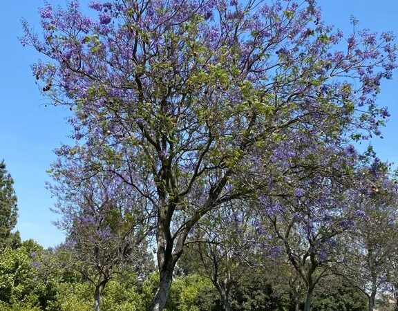 Country Crossing Park - Pomona, CA