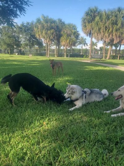 Pompano Beach Dog Park - Pompano Beach, FL