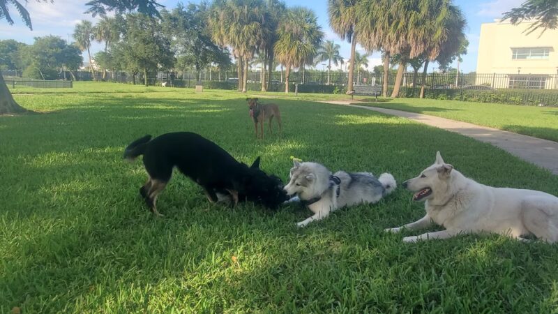 Pompano Beach Dog Park - Pompano Beach, FL