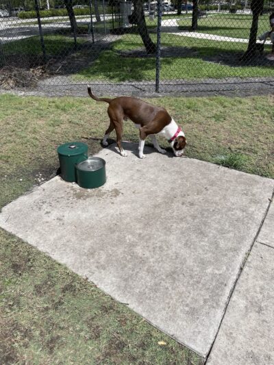 Pompano Beach Dog Park - Pompano Beach, FL