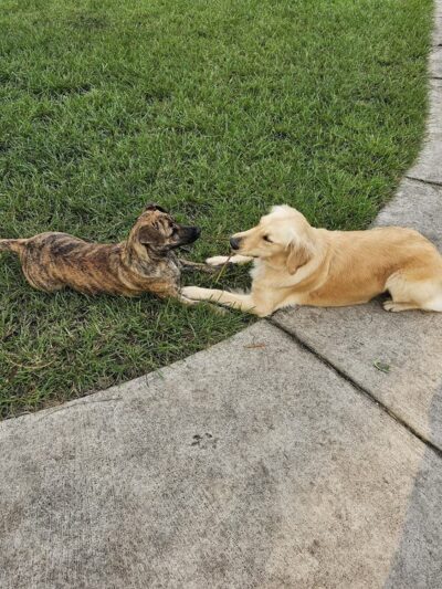 Pompano Beach Dog Park - Pompano Beach, FL