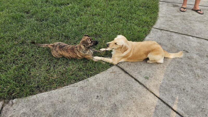 Pompano Beach Dog Park - Pompano Beach, FL