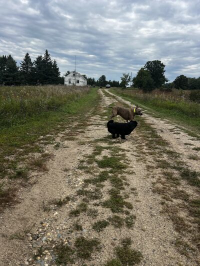 Carmen's Private Dog Park - Ponsford, MN