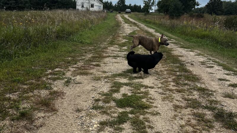 Carmen's Private Dog Park - Ponsford, MN