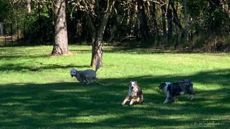 Pooches Park - ,