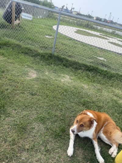 Port Aransas Community Dog Park - Port Aransas, TX