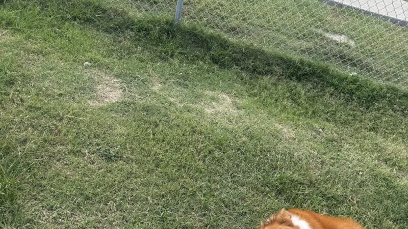 Port Aransas Community Dog Park - Port Aransas, TX