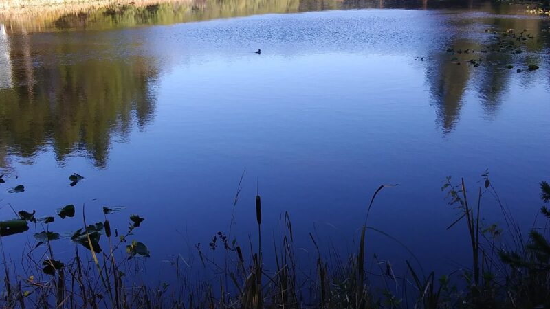 Dog park - Port Orford, OR