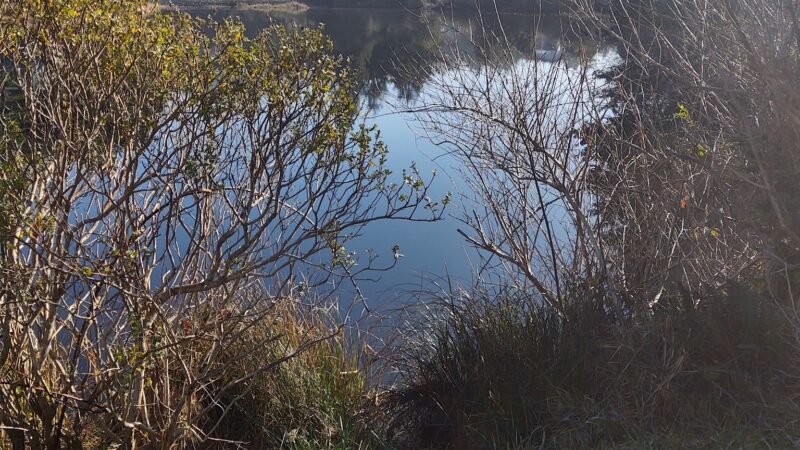 Dog park - Port Orford, OR