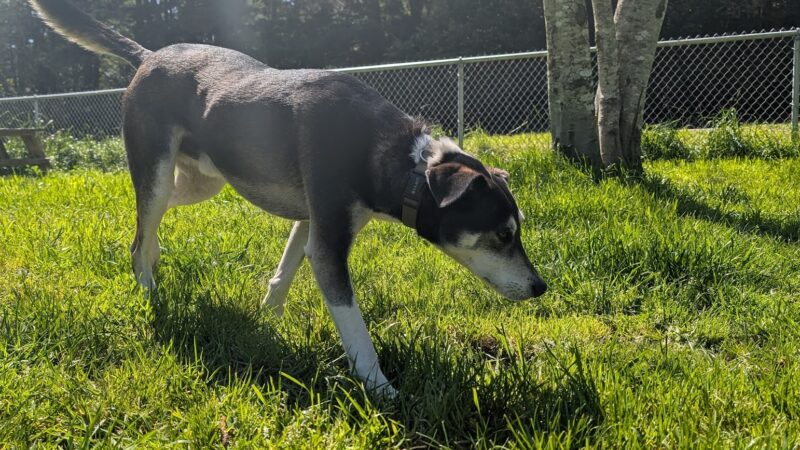 Dog park - Port Orford, OR