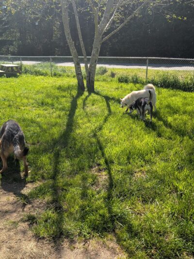 Dog park - Port Orford, OR