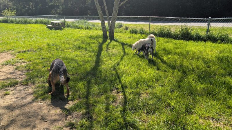 Dog park - Port Orford, OR