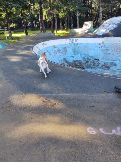 Dog park - Port Orford, OR