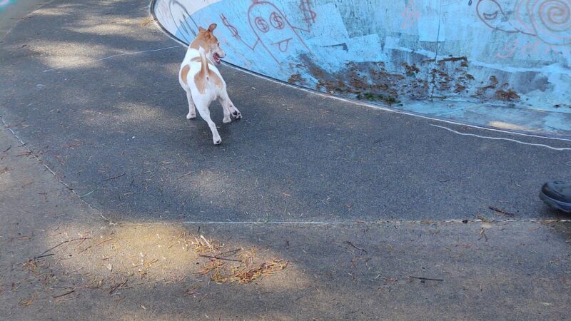 Dog park - Port Orford, OR