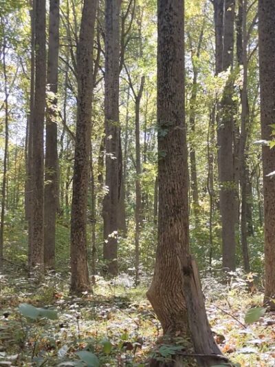 American Chestnut Land Trust South Side Trailhead - Port Republic, MD