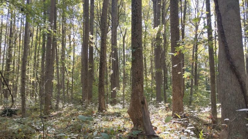 American Chestnut Land Trust South Side Trailhead - Port Republic, MD