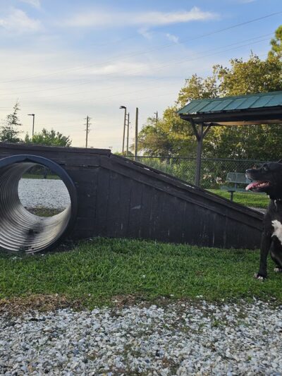 Dog Enjoyment Center - Port Richey, FL