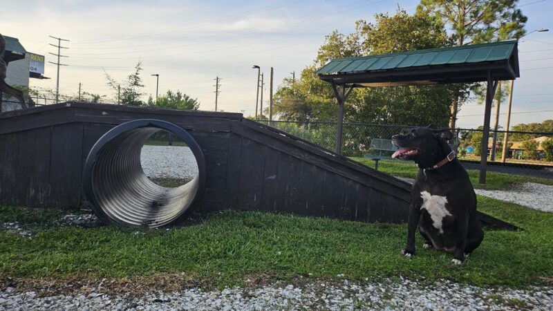 Dog Enjoyment Center - Port Richey, FL