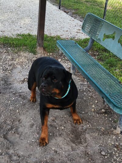 Dog Enjoyment Center - Port Richey, FL