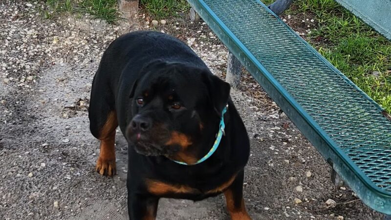 Dog Enjoyment Center - Port Richey, FL