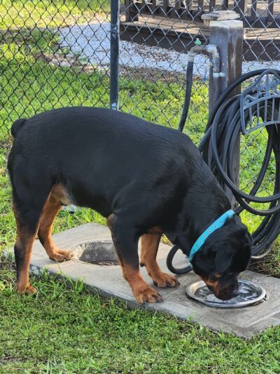 Dog Enjoyment Center - Port Richey, FL