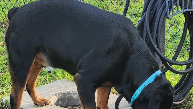 Dog Enjoyment Center - Port Richey, FL