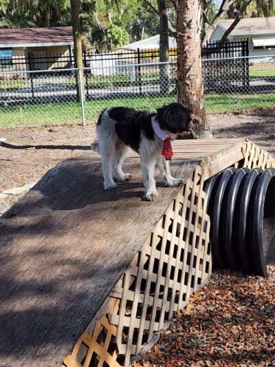 Dog Park - Port Richey, FL
