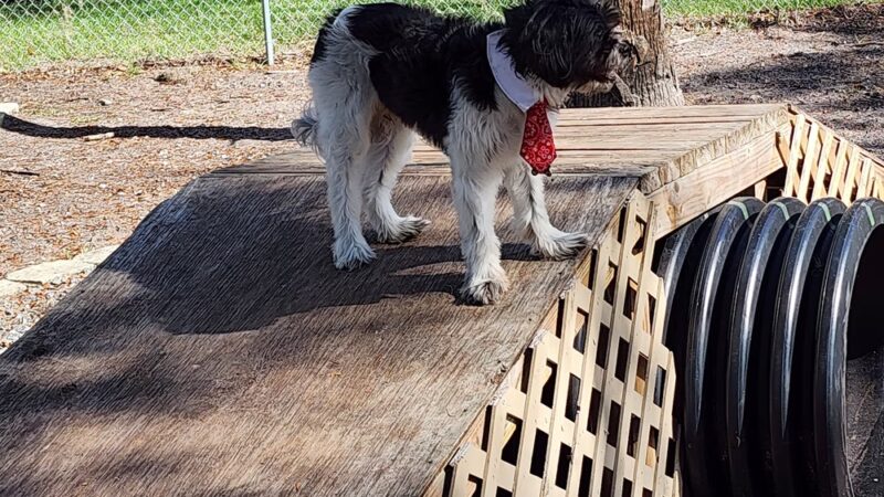 Dog Park - Port Richey, FL
