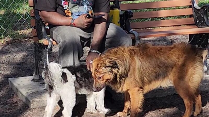 Dog Park - Port Richey, FL