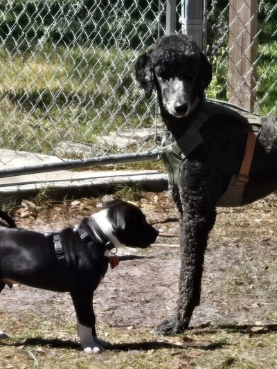 Dog Park - Port Richey, FL