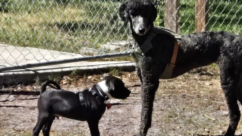 Dog Park - Port Richey, FL