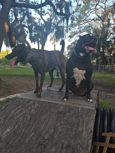 Dog Park - Port Richey, FL
