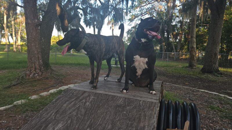 Dog Park - Port Richey, FL