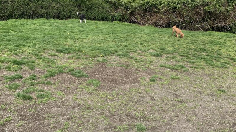 Chetzemoka Dog Park - Port Townsend, WA