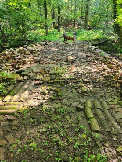 CT State Forest Red 3 Trail - Portland, CT