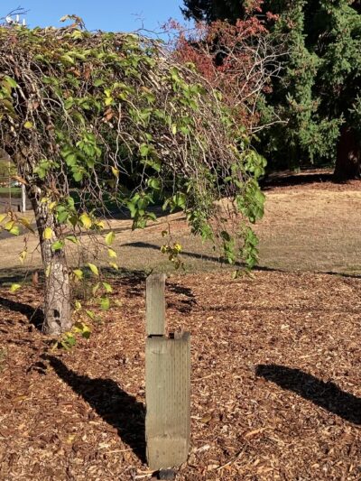 Kenilworth Park - Portland, OR