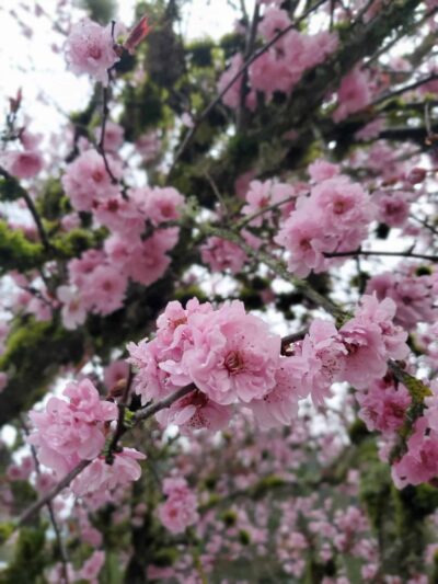 Roxbury Park - Portland, OR