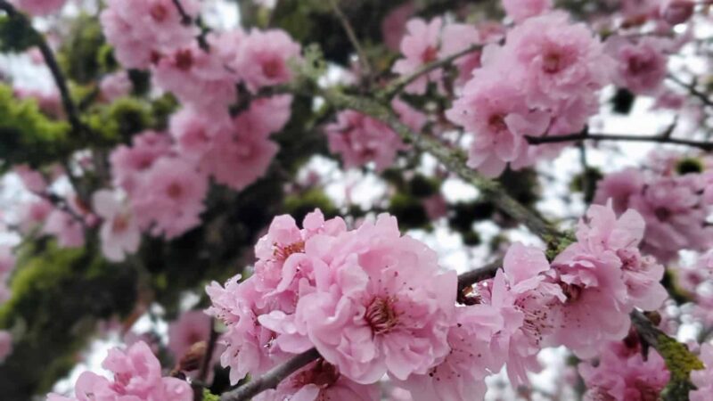 Roxbury Park - Portland, OR