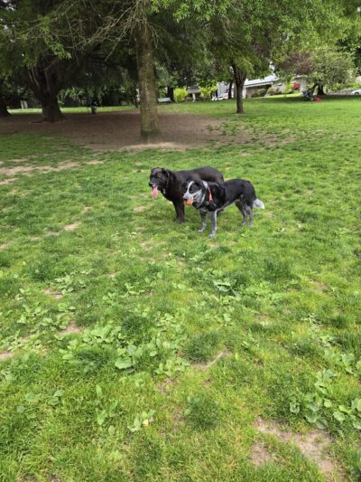 Sewallcrest Park - Portland, OR