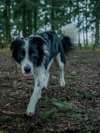 Alberta Unfenced Off-Leash Dog Park - Portland, OR