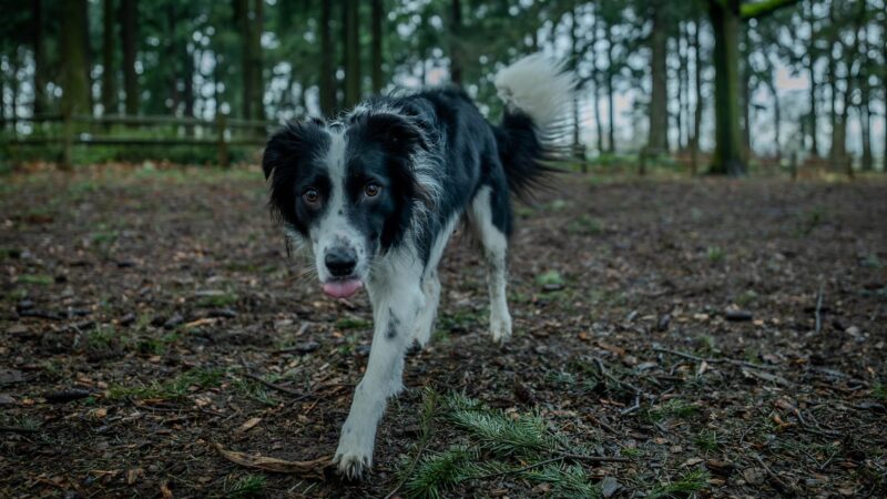 Alberta Unfenced Off-Leash Dog Park - Portland, OR