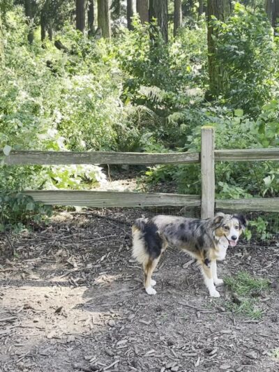 Alberta Unfenced Off-Leash Dog Park - Portland, OR