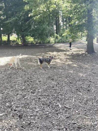 Alberta Unfenced Off-Leash Dog Park - Portland, OR