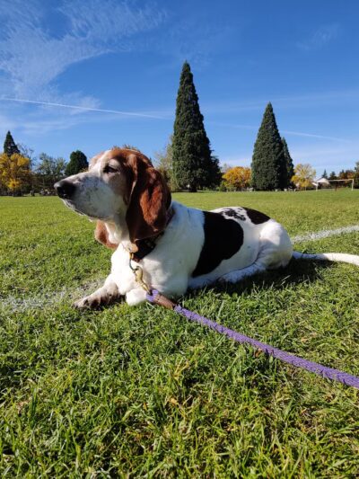 Brentwood City Park - Portland, OR