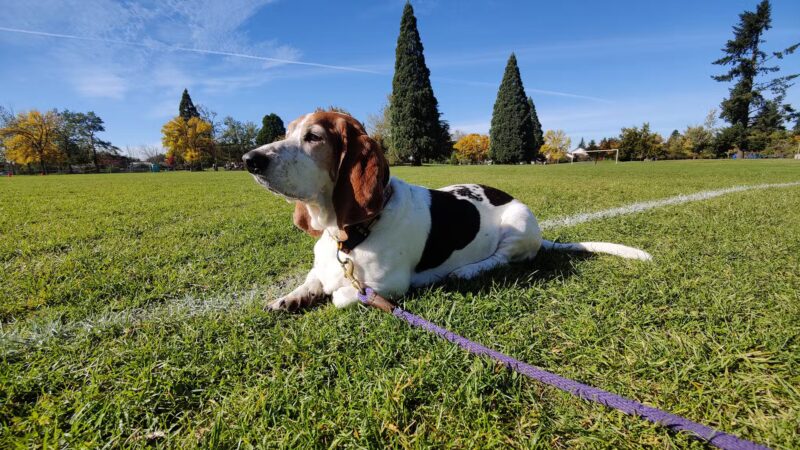 Brentwood City Park - Portland, OR