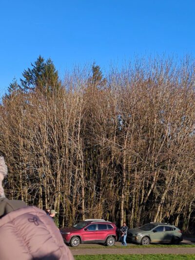 Council Crest Park - Portland, OR