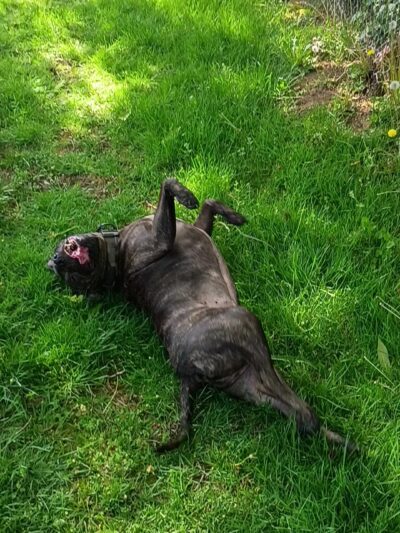 Dog Off-Leash Area - Portland, OR