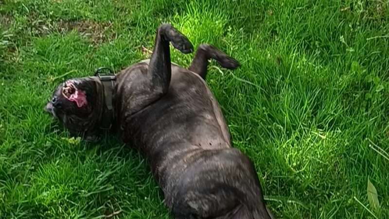 Dog Off-Leash Area - Portland, OR